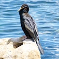 Australasian Darter Anhinga novaehollandiae, known as the Ã¢â¬ÅsnakebirdÃ¢â¬Â. Royalty Free Stock Photo